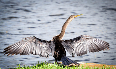 Out stretched wings of bird by the lake in florida 