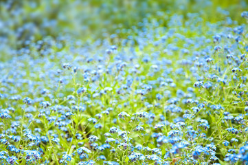 Beautiful blue flowers background