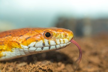 Cornsnake hunting for food with its toungue poking out