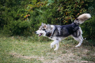 Husky dog running outdoors. Entertainment. River.