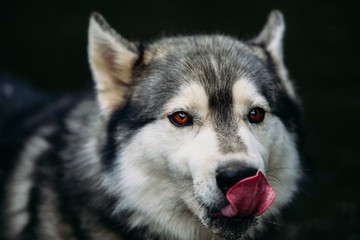Husky dog running outdoors. Entertainment. River.