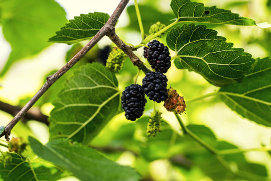 Ripe black berry hanging on Morus tree branch (black mulberry, Morus nigra) close up macro.black ripe and unripe mulberries on the branch.Wild mulberry hanging on branch with green leaves