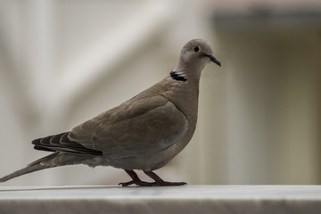 Piccione nel balcone