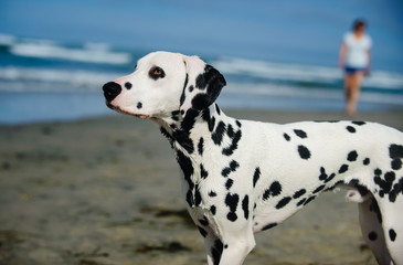 Dalmatian dog standing on ocean shore with waves