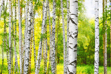 Fototapeta premium summer in sunny birch forest