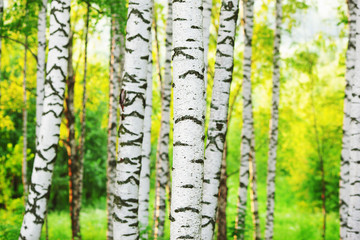 Fototapeta premium summer in sunny birch forest