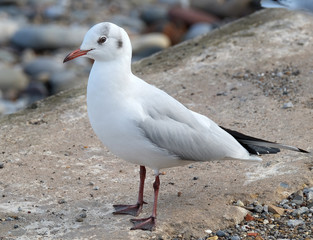 The black-headed gull is a small gull that breeds in much of Europe and Asia, and also in coastal eastern Canada.
