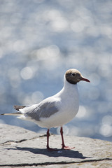 Seagull