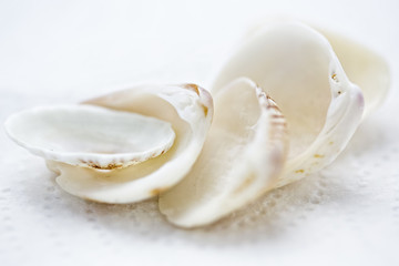 Fototapeta na wymiar Seashells on white background