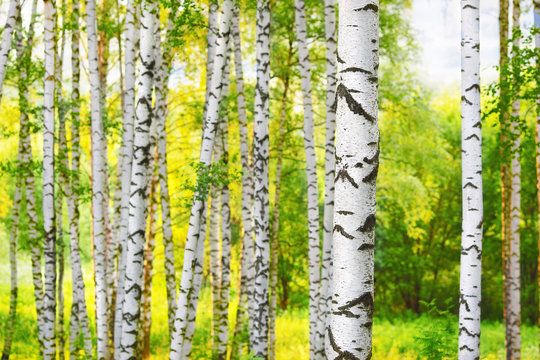 Fototapeta summer in sunny birch forest