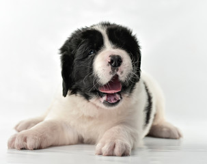  landseer dog kennel pure breed white background 