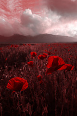 Beautiful field of red poppies in the dark  sunset   light.