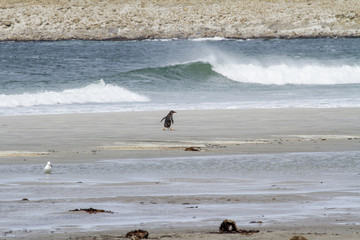 Penguins - Magellan and Gentoo