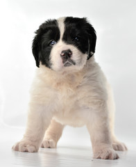  landseer dog kennel pure breed white background 