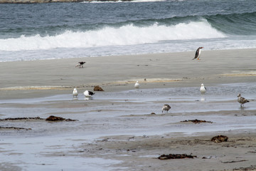 Penguins - Magellan and Gentoo