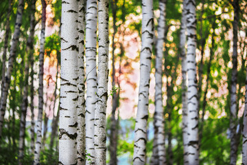 Obraz premium summer in sunny birch forest