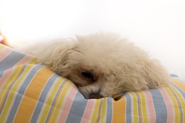 Bichon dog sleeping on a pillow