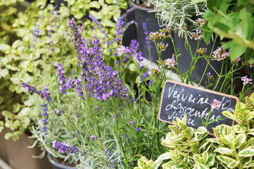 Flowers in the lavender shrub in the Provence market.