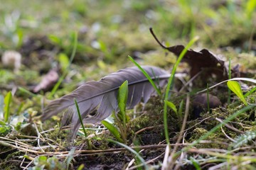 Feather and leaf in green grass. Slovakia
