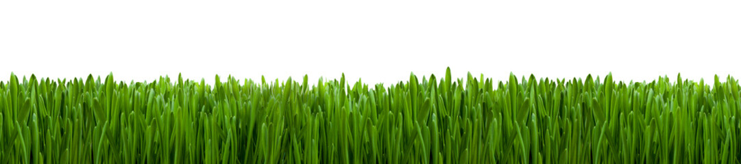 Fototapeta na wymiar Grünes Gras Panorama vor weißem Hintergrund 