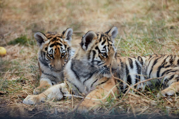 Playing tiger cubs. young Tiger
