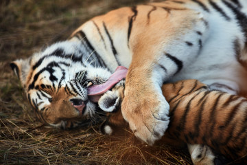 Tiger cub playing with mom