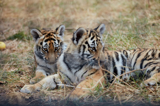 Playing tiger cubs. young Tiger