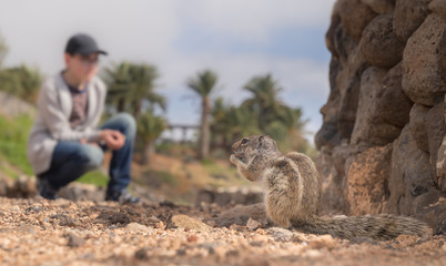 Atlashörnchen Squirell / füttern  auf Fuerteventura Tourismus Atrraktion