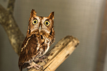 Wise Screech Owl on Branch