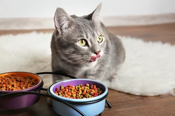 Crédence de cuisine en verre imprimé Chat Cute cat eating on floor at home