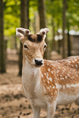 Rehe spaziert durch den Wald