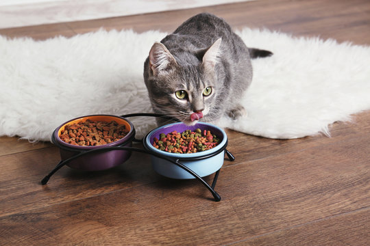 Fototapeta Cute cat eating on floor at home