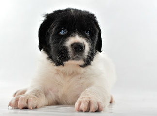  landseer dog kennel pure breed white background 