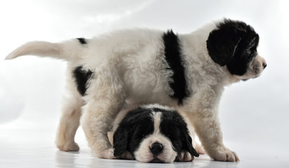 landseer dog kennel pure breed white background