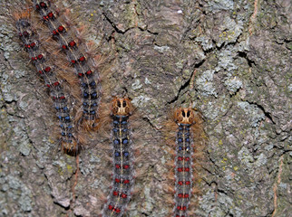 Gypsy moth close-up
