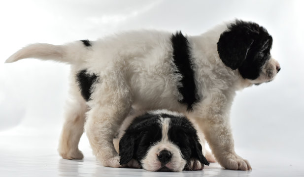 Landseer Kennel Images Browse 25 Stock Photos Vectors and Video Adobe Stock
