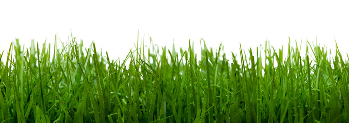 Gras als Textur vor weißem Hintergrund