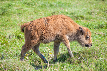 Buffalo Calf Walking on Green Grass