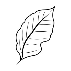 leaf plant icon image vector illustration design