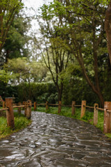 Fototapeta premium Wet cobblestone path in a garden.