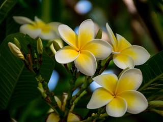 Fototapeta na wymiar Frangipani Flowers