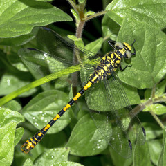 Libellula gomphidae gialla e nera a riposo sopra le foglie