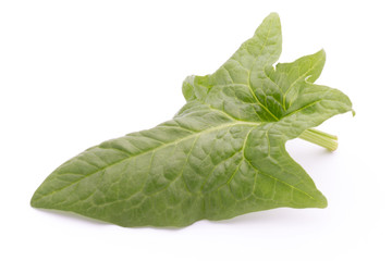 Fresh leaves of spinach on the white background.
