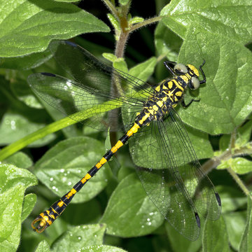 Libellula gomphidae gialla e nera a riposo sopra le foglie