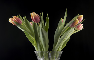 Glass vase full of pink and yellow tulips 