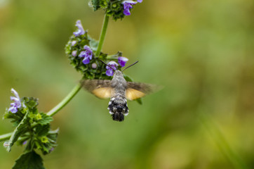 Sfinge colibrì durante il suo volo librato sopra i fiori