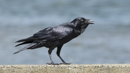 Australian Raven