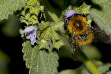 Bombo posato sopra un fiore per succhiare il nettare