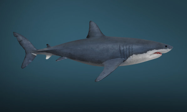 The Great White Shark - Carcharodon carcharias is a world's largest known extant predatory fish. 