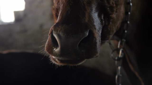 Cows in the farm, Unsanitary conditions